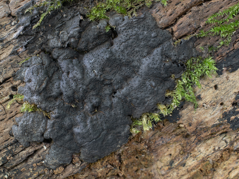 Kretzschmaria deusta